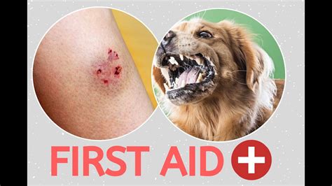 nagpaiyot sa aso|Kagat ng Aso: First Aid Treatment at mga Sintomas ng Rabies.